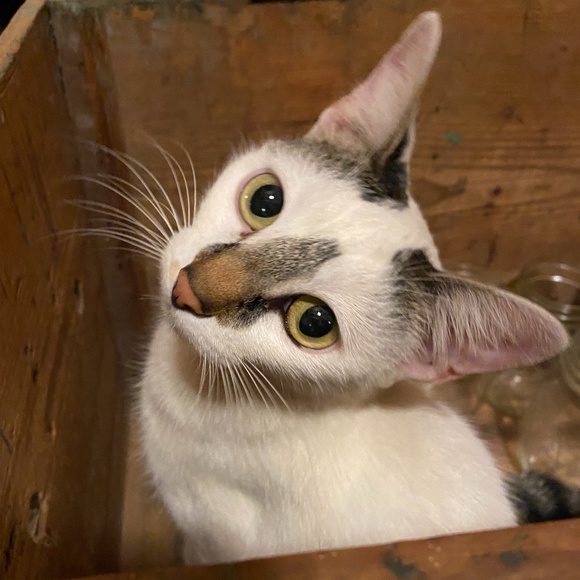 Meet your Posher ❣️ - Picture 1 of 1